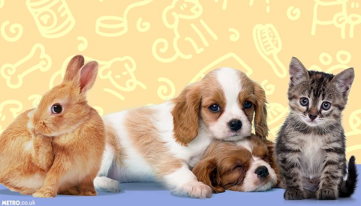 Pentingnya Vaksinasi Hewan Peliharaan Untuk Kesehatan Dan Keselamatan Bersama